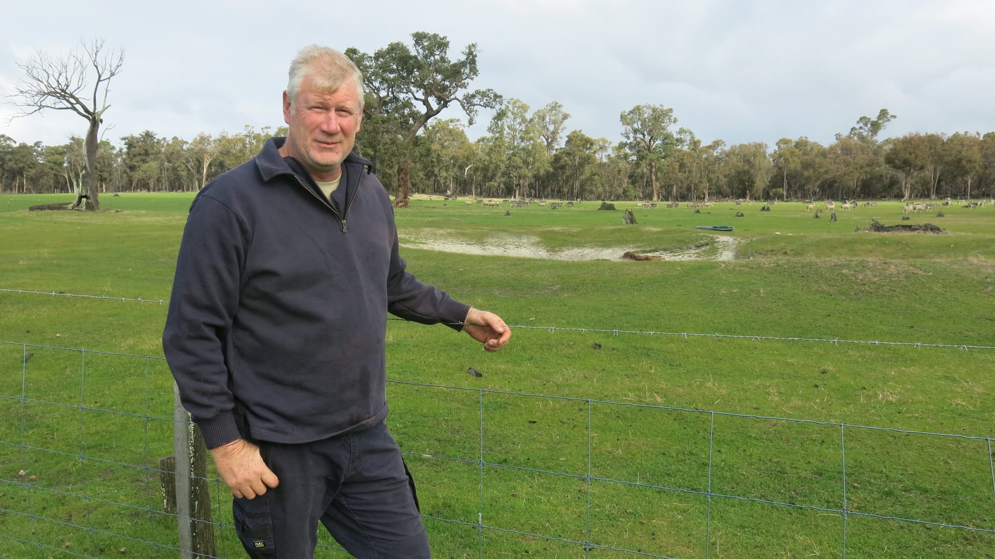 Government live sheep export ban flawed, says Collie farmer