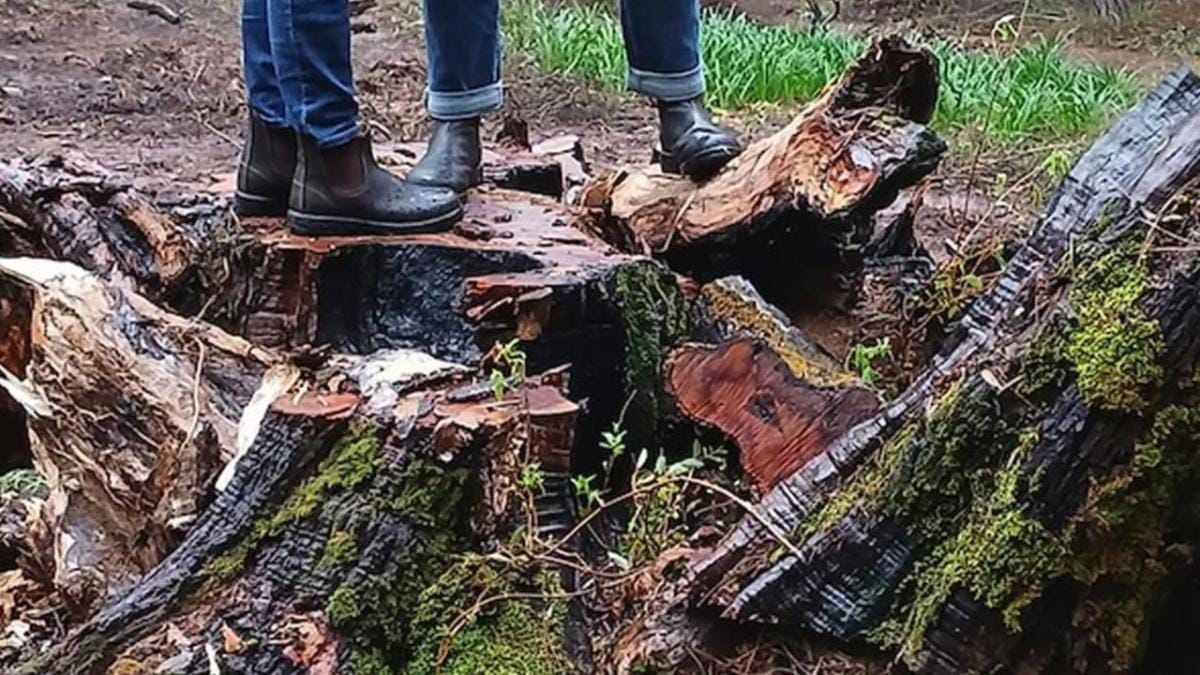 So-called ‘chainsaw mistake’raises competency questions
