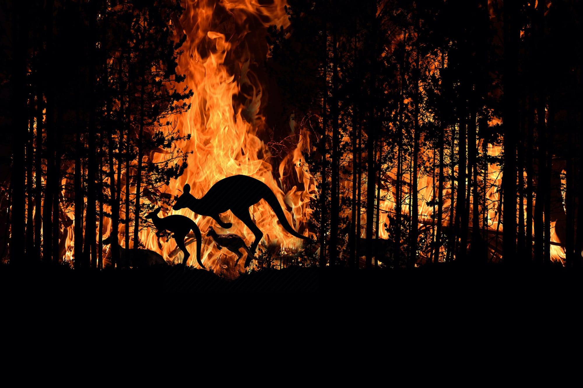 Treatments reduce fire risk
