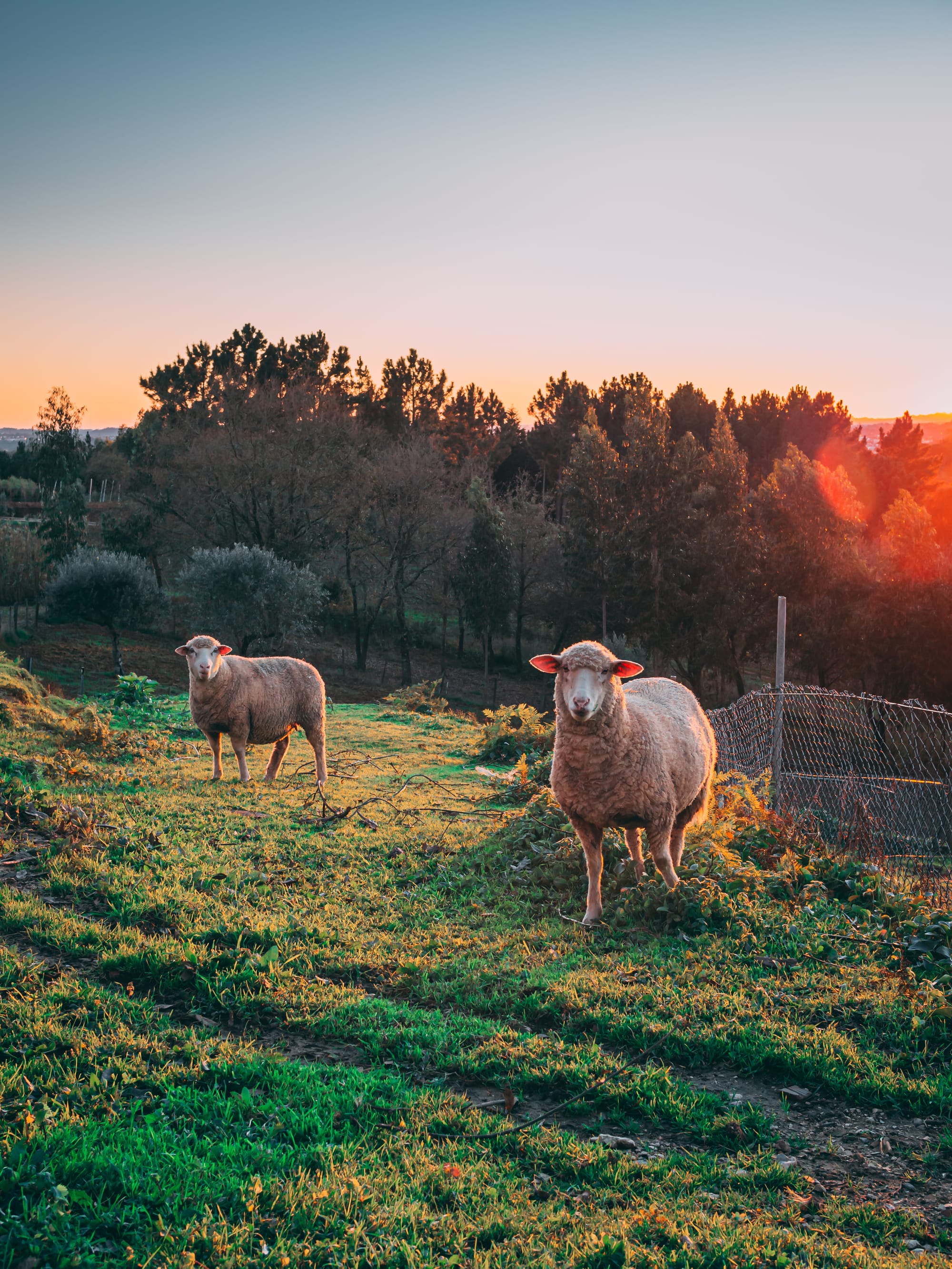 Government right to end live sheep export
