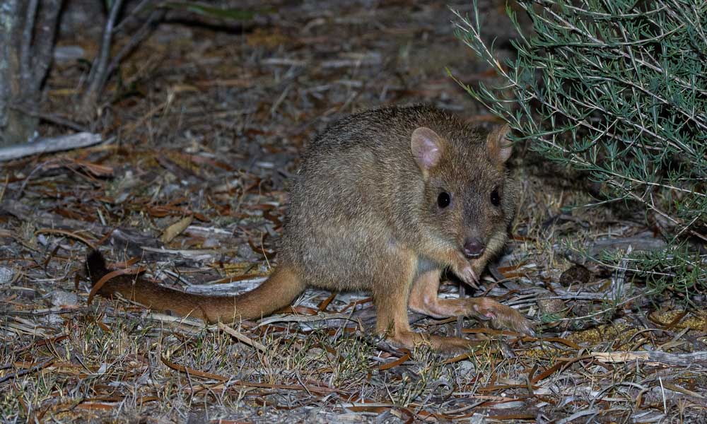 Boost for woylie numbers