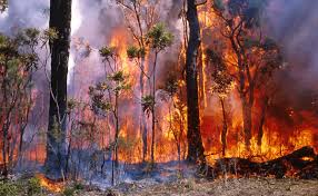 Man charged with bushfire offence