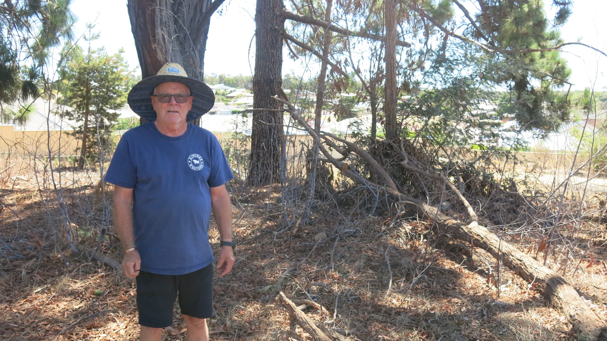 Tree health concerns following spraying