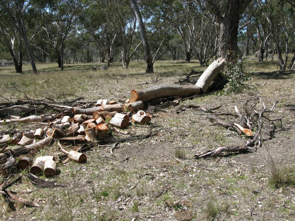 Illegally sourced wood a matter of conscience post image