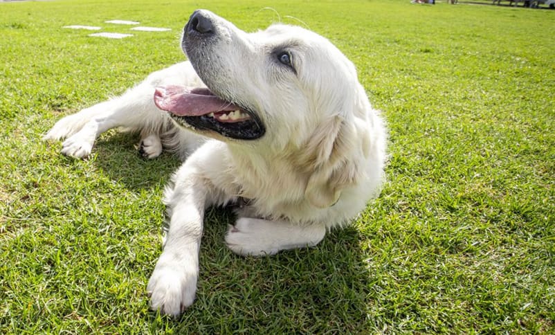 Dog exercise at Rec. oval flagged post image