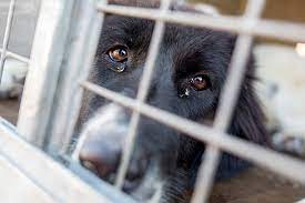 Dog cruelty charges for local woman post image