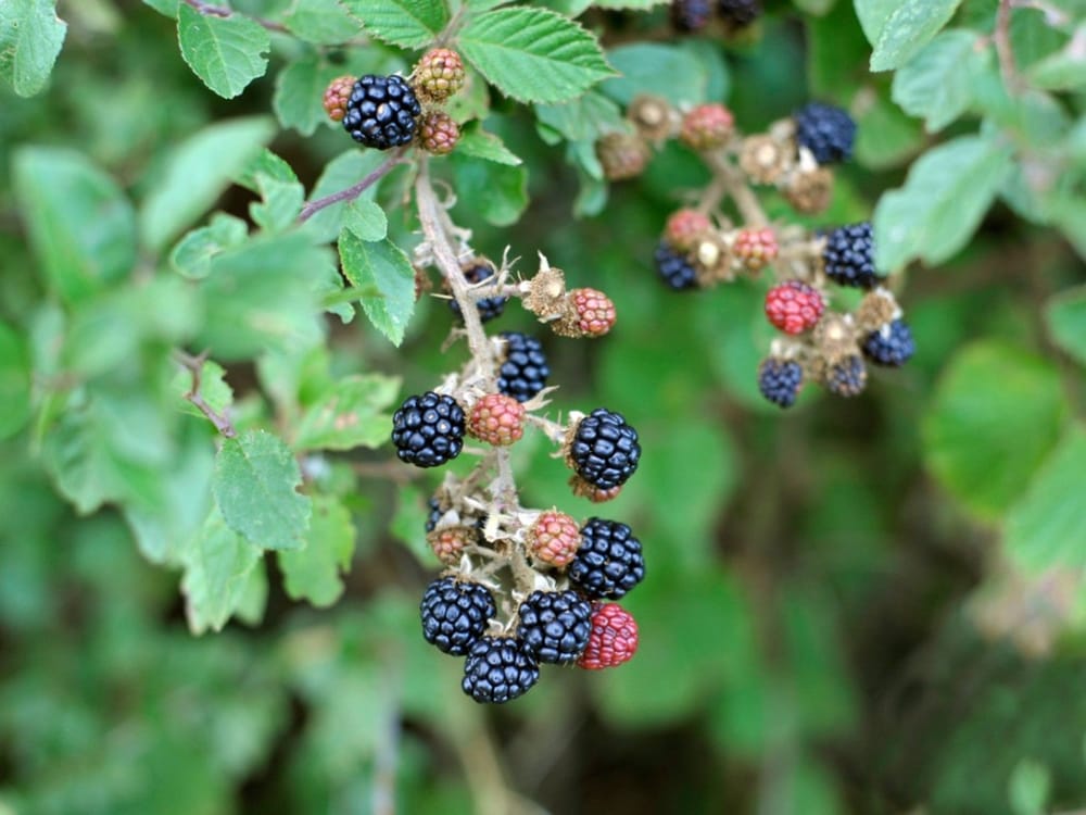 Funding boost for blackberry project post image