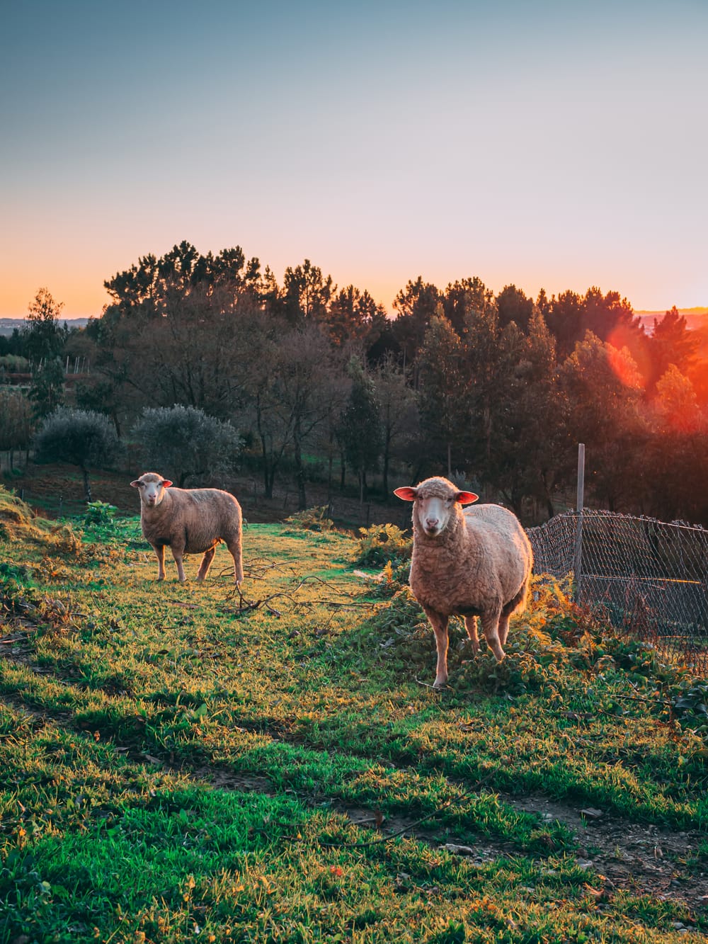 Government right to end live sheep export post image