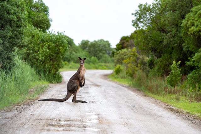 Collie second in state for animal collisions post image