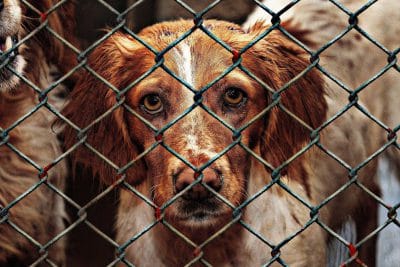 Animal cruelty concerns post image