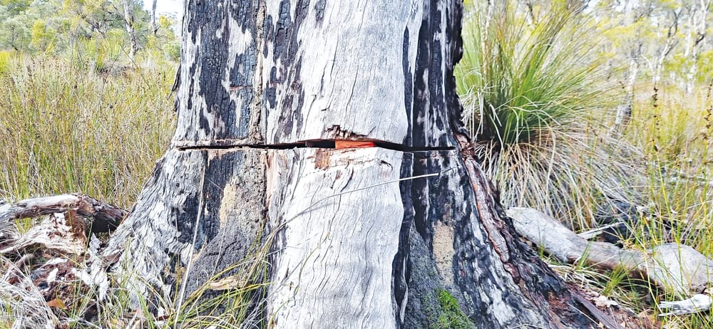 DBCA speaks out against dangerous tree felling practices post image