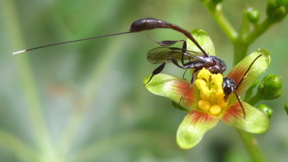 Allanson students discover tiny ghost wasp post image