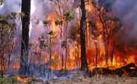 Man charged with bushfire offence post image