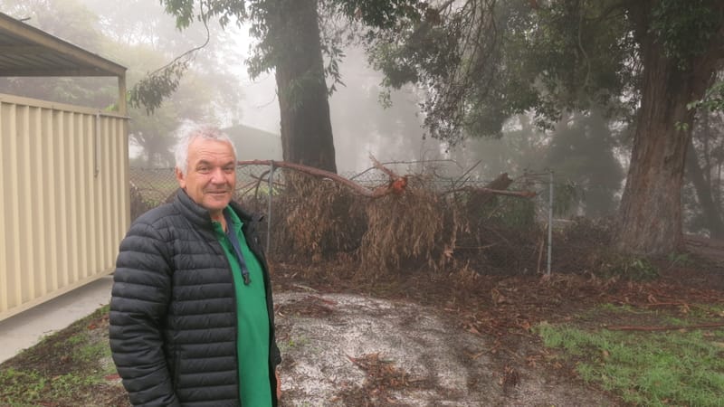 Falling tree limbs a danger, councillors told post image