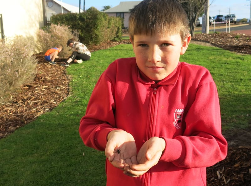 Incredible invertebrates at the library post image