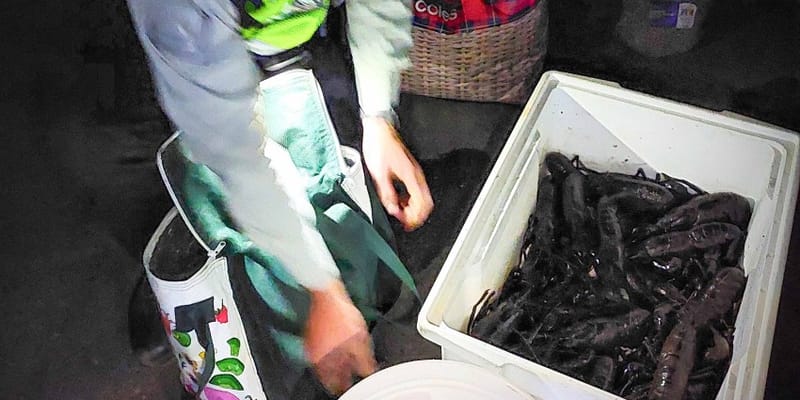 Illegal marron fishers facing $5000 fines post image