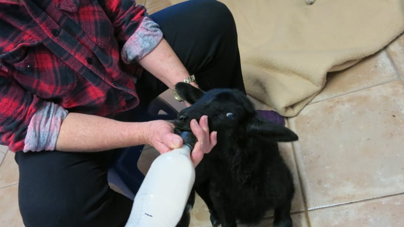 Dog attack carnage post image