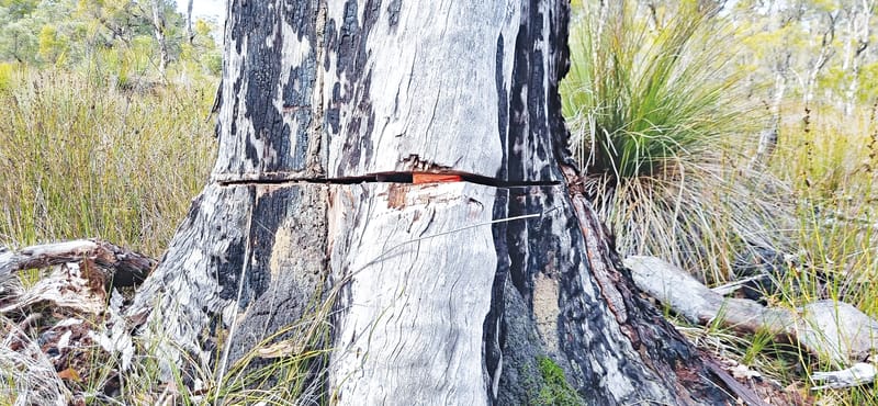 DBCA speaks out against dangerous tree felling practices post image