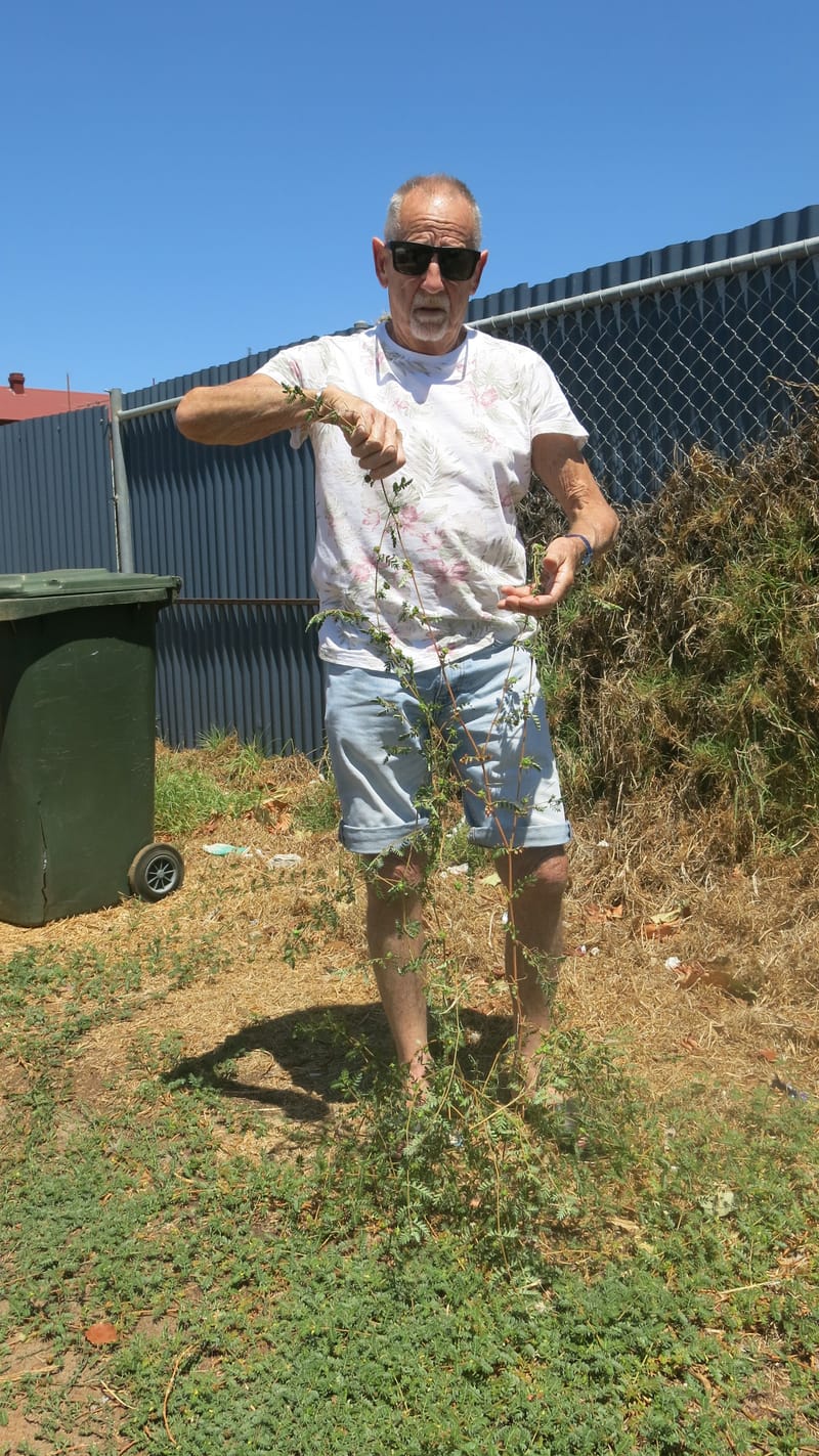 Pest weed whacked post image